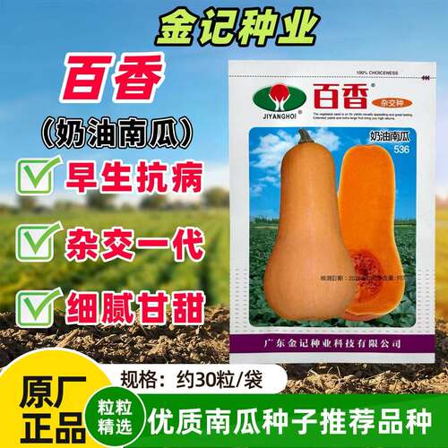 百香奶油南瓜种子早熟杂交黄油南瓜籽耐旱甘甜春秋大田高产南瓜种