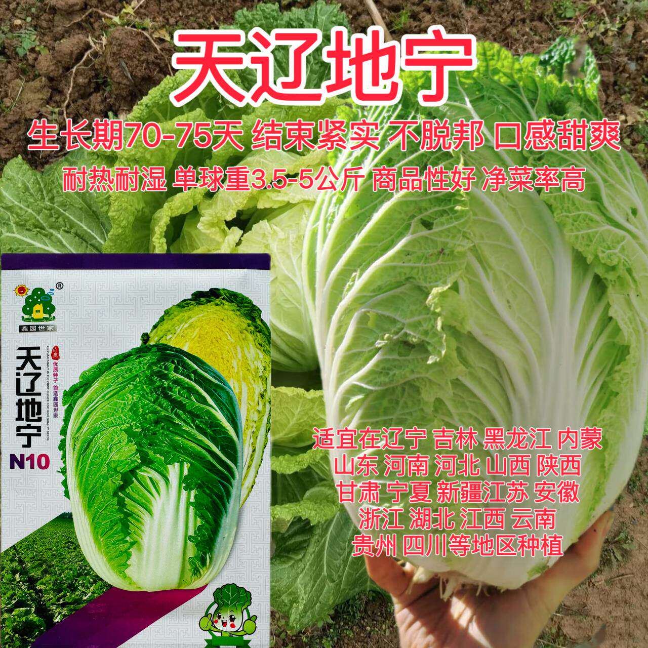 天辽地宁大白菜种子高产抗病耐热耐寒农家菜园家庭种植蔬菜种子籽图片