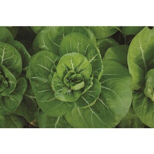 上海黄种籽青菜矮脚菜种子鸡毛秋播小蔬菜种子青菜四倍体苏州青青