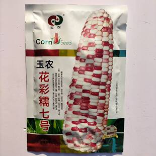 玉农花彩糯七号玉米种子鲜食杂交种彩香甜糯玉米种籽穗轴白彩色