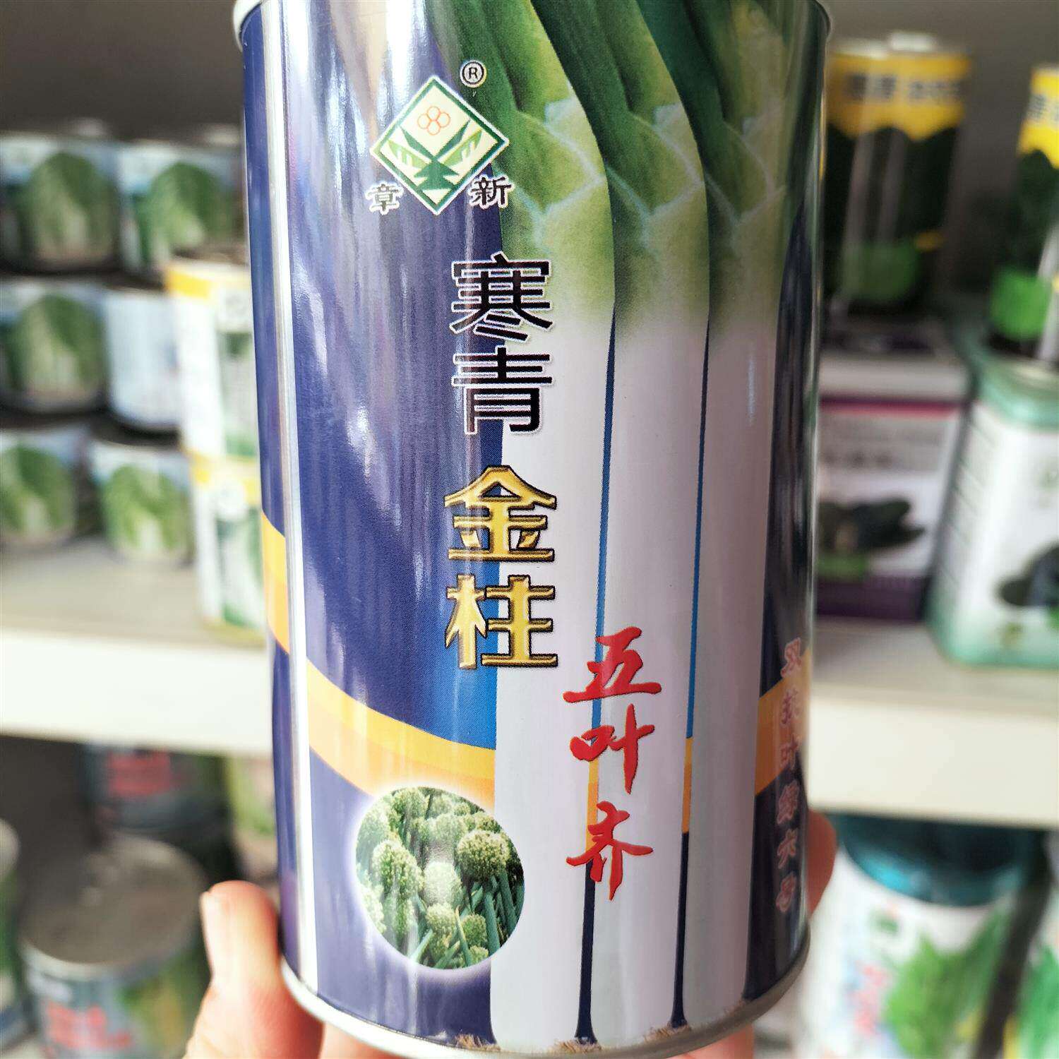 寒青金柱五叶齐大葱种子叶宽厚高产抗寒抗病耐热大田基地农家菜园