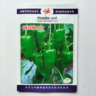 泡鼓椒486辣椒种子早熟高产皮薄肉厚微辣香脆优质辣椒种籽孑正品