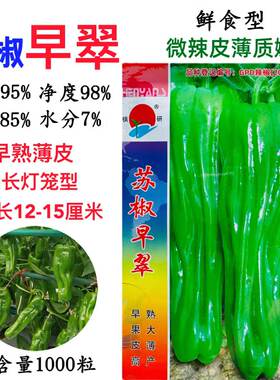 镇研苏椒早翠早熟杂交大果薄皮辣椒种子果实长灯笼型果尖马嘴皮薄