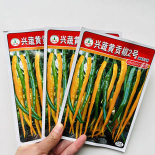 兴蔬黄贡椒2号黄皮线椒种子杂交中早熟高产抗病辣味浓黄辣椒种子