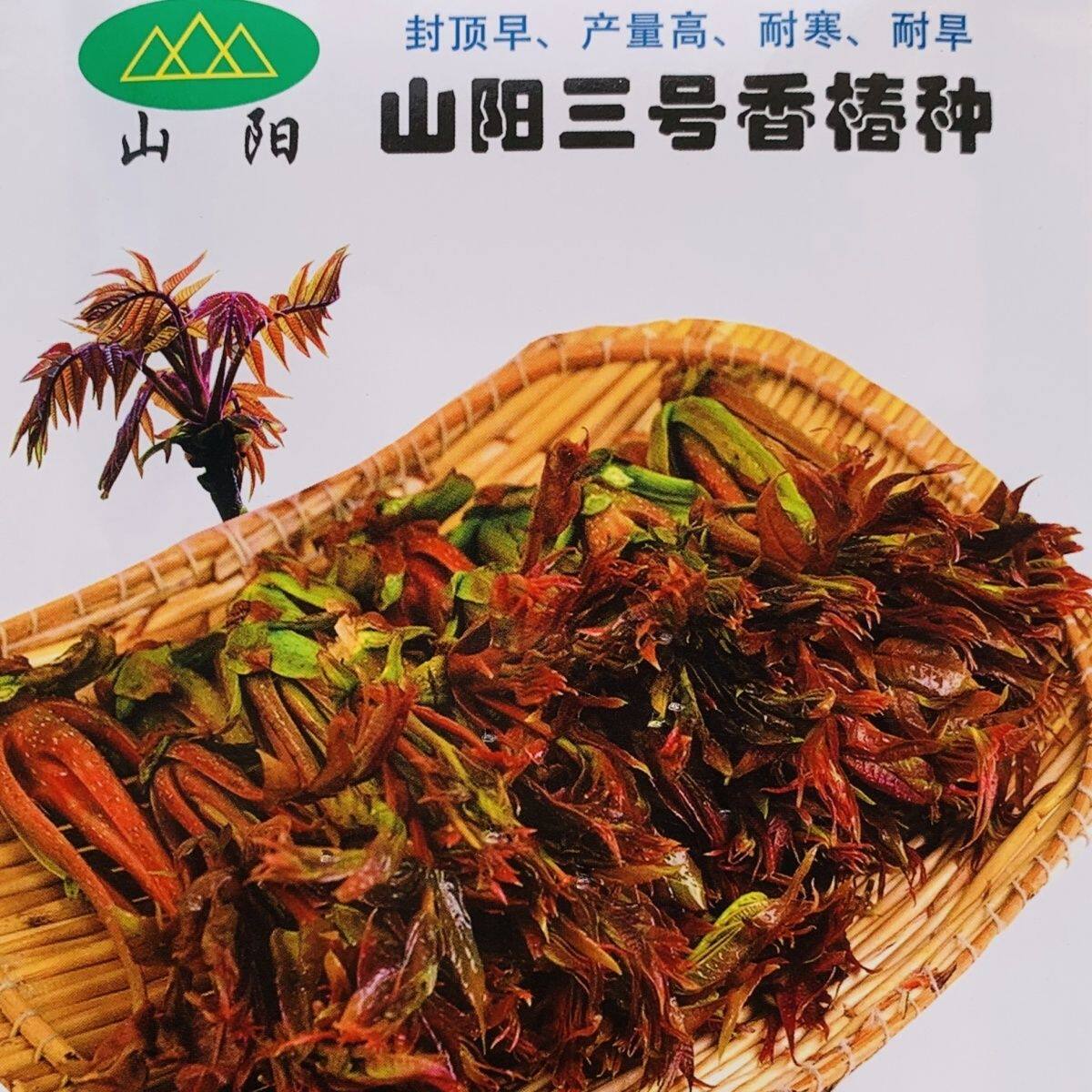 陕西山阳三号香椿种籽耐寒耐旱封家庭园艺种子