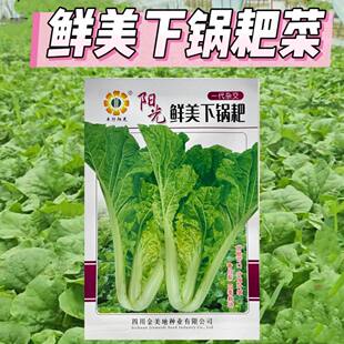 阳光鲜美下锅耙小白菜种子火锅菜高产小白菜四季播阳台蔬菜种籽
