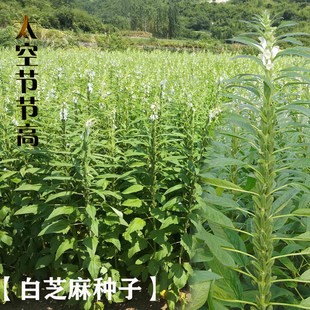 太空节节高芝麻种子 高品质高产高油黑白芝麻种子霸王鞭芝麻种籽