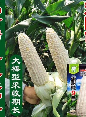 禹甜糯9号白甜糯玉米种子大棒高产春秋播早熟甜加糯黏玉米种籽孑