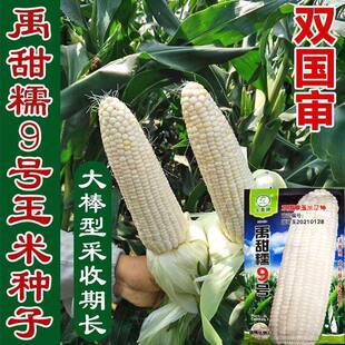 禹甜糯9号白甜糯玉米种子大棒高产春秋播早熟甜加糯黏玉米种籽孑