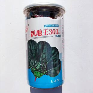 趴地王301菠菜种子笨菠菜籽叶片肥厚 深墨绿高产耐寒耐抽苔韧性好