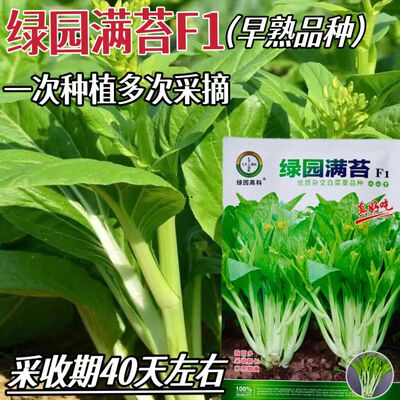 绿园满苔菜心种子白菜苔种籽口感甜嫩春夏秋季四季蔬菜孑菜籽菜种