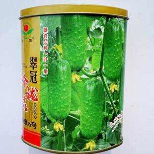 翠冠玲珑绿水果黄瓜种子早熟短棒翠绿水果黄瓜高产甜脆小黄瓜种子