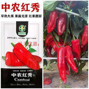 中农红秀辣椒种子早熟大果红皮光滑辣椒籽肉厚微辣抗病早熟高产孑