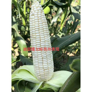 迪甜糯336玉米种子矮杆白甜糯玉米种鲜食玉米农家田园春秋两季播