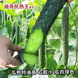油亮抗热王黄瓜种子瓜色特油亮黄瓜种子抗病强不歇秧绿肉黄瓜种子