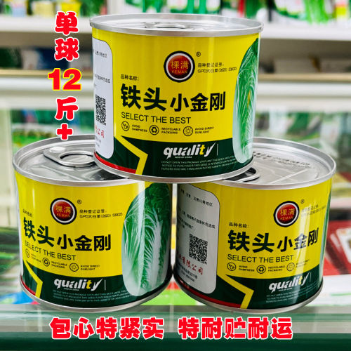耐贮铁头白菜种子高产抗病山东大白菜种子早熟包心紧金刚铁头包