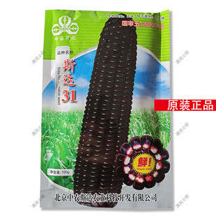 斯达31包谷黑玉米种子黑糯玉米种籽鲜食玉米高产抗病适广性强种孑