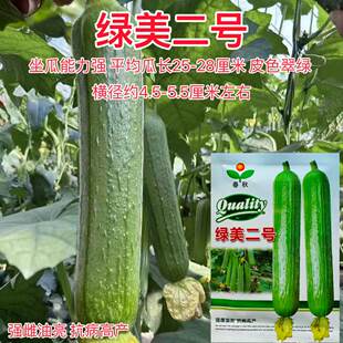 绿美二号丝瓜种子强雌油亮短棒丝瓜种子高产翠绿油亮水瓜种子