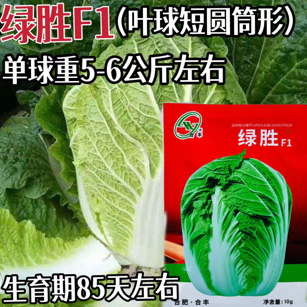合丰大白菜种子绿胜耐寒大白菜长势旺外叶浓绿叶片扣合包结球紧实图片