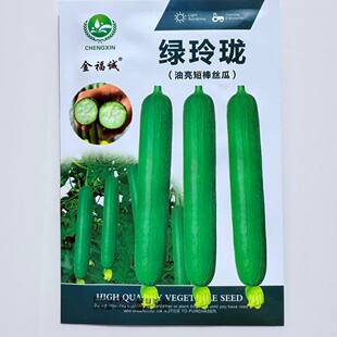 绿玲珑油亮短棒杂交丝瓜种子高产早熟抗病春秋油亮型丝瓜大田种孑