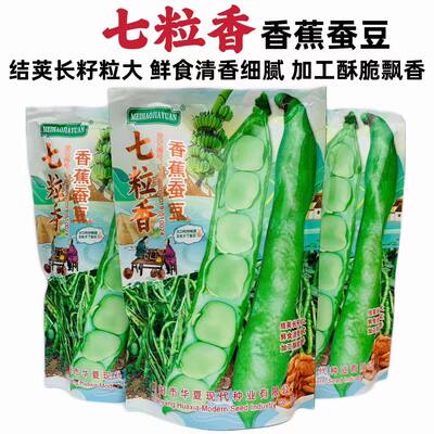 七粒香蚕豆种子胡豆抗病耐寒高产南北方农家菜园大田秋季播蚕豆籽