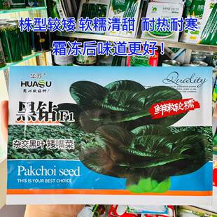 黑钻矮脚青菜种子矮脚黑大头杂交黑叶矮脚菜种籽四季耐寒蔬菜种孑
