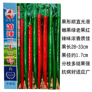 青红两用长线椒种子萧辣三十三号亩产高抗病强果型顺直蔬菜种子