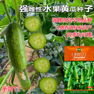 鑫园圣剑12水果黄瓜种子强雌型唐山秋瓜种籽短棒嫩绿油亮早熟春秋