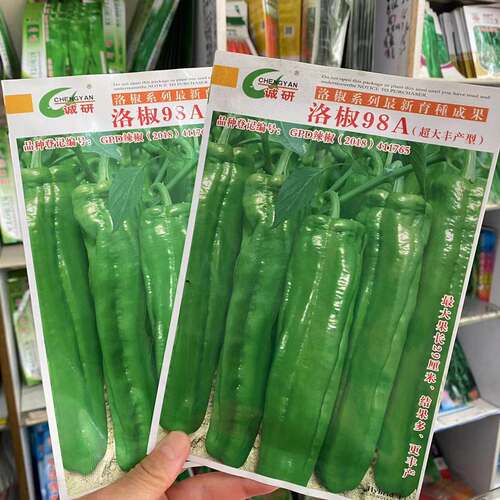 洛椒98A牛角椒大棚露天辣椒种子青椒种子抗病强高产辣椒种子蔬菜