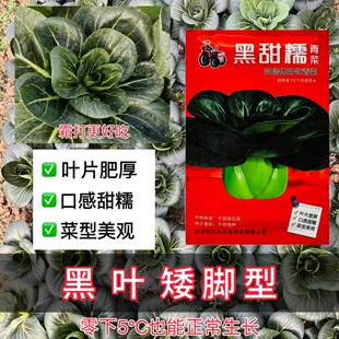 黑甜糯青菜种子四倍体好吃青菜种子耐寒甜糯矮株青菜种子30克