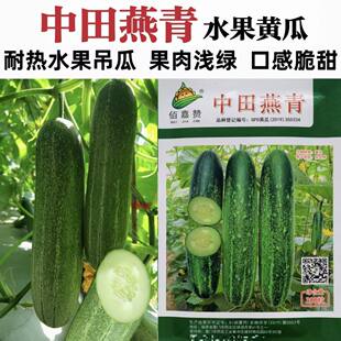 中田燕青水果黄瓜种子杂交中早熟短棒水果黄瓜种子脆甜青瓜种子