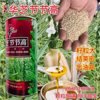 华芝节节高白芝麻种子籽粒大结荚蜜中早熟生育期87左右夏播白芝麻