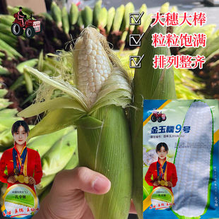 金玉糯9号糯玉米种子白糯大棒型早熟高产香甜糯鲜食粘玉米苞谷孑