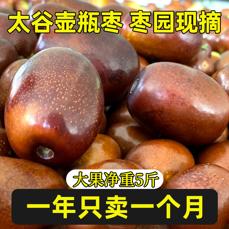 兴谷山西新鲜壶瓶枣当季现摘大枣蟠枣水果甜枣脆枣非冬枣壶瓶鲜枣