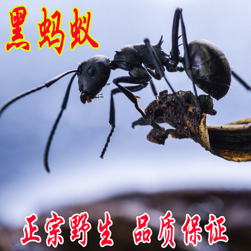 黑蚂蚁干广西野生蚁酸食用养生
