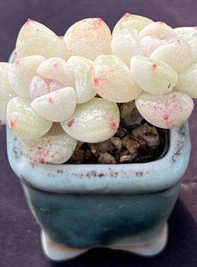 【两颗包邮 】拇指盆冰玉一物一拍多肉植物阳台盆栽阿猫家的土屋