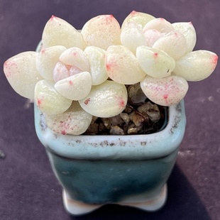 【两颗包邮 】拇指盆冰玉一物一拍多肉植物阳台盆栽阿猫家的土屋