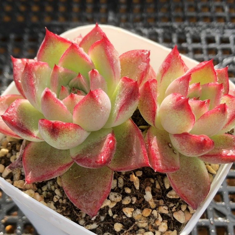 梦幻女王群生多肉植物红边长睫毛一物一拍阳台组合盆栽阿猫家土屋