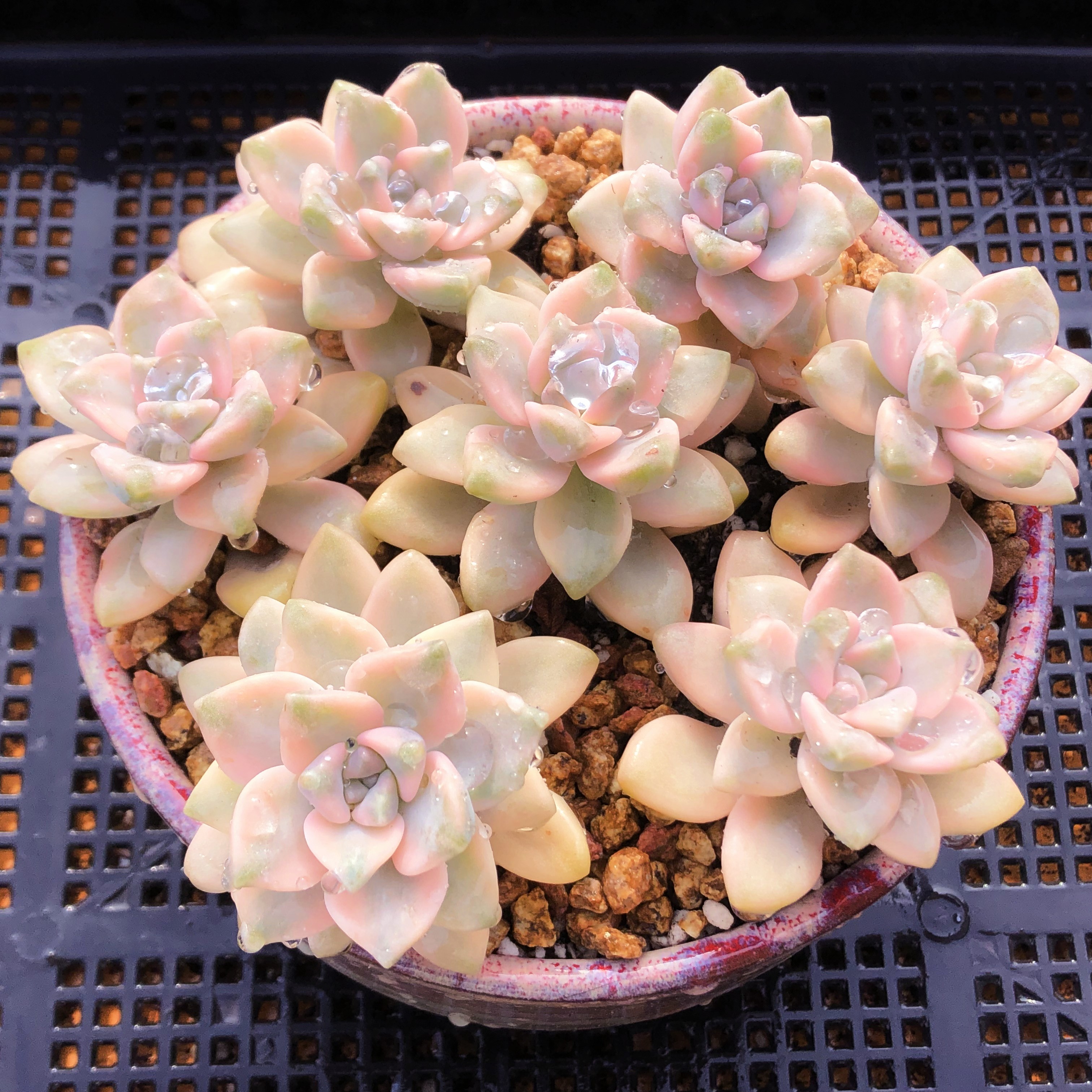 美杏锦单头多肉植物一物一拍新手入阳台组合盆栽阿猫家的土屋