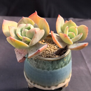 【一棵包邮 】双头白凤老桩多肉一物一拍景德镇手工盆阿猫家土屋