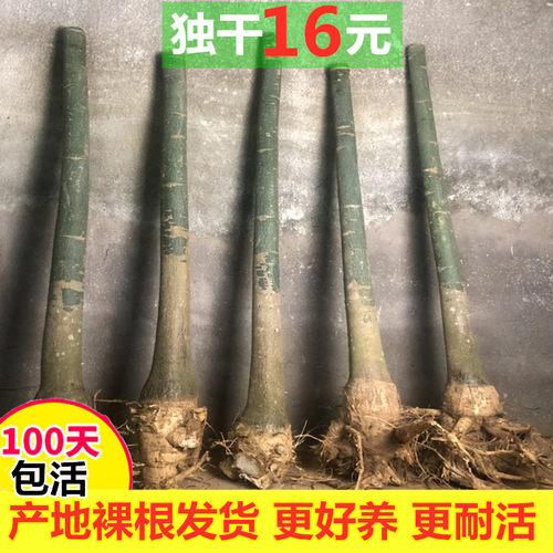 步步高发财树盆栽客厅独杆五辫