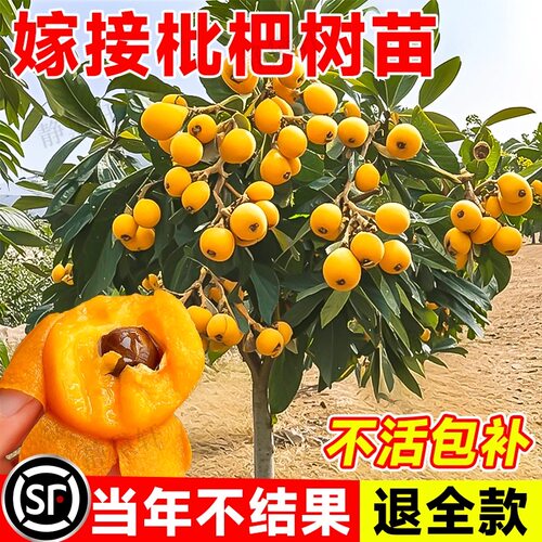 枇杷果苗无核砂糖枇杷苗无核枇杷树苗嫁接盆栽特大庭种植当年结果