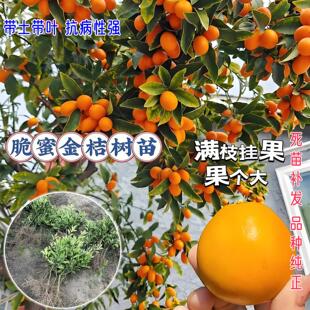 融安脆皮橘子树第三代脆蜜金桔盆地栽四季结嫁接果苗水南北方种植