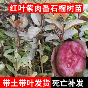 红叶紫肉芭乐胭脂红番石榴树嫁接苗庭院阳台盆栽四季种植当年结果