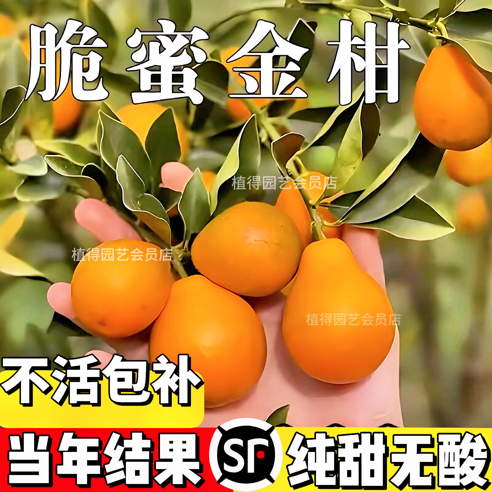 融安脆蜜金柑苗金桔树树苗三代脆蜜带果耐寒橘子树苗嫁接当年结果