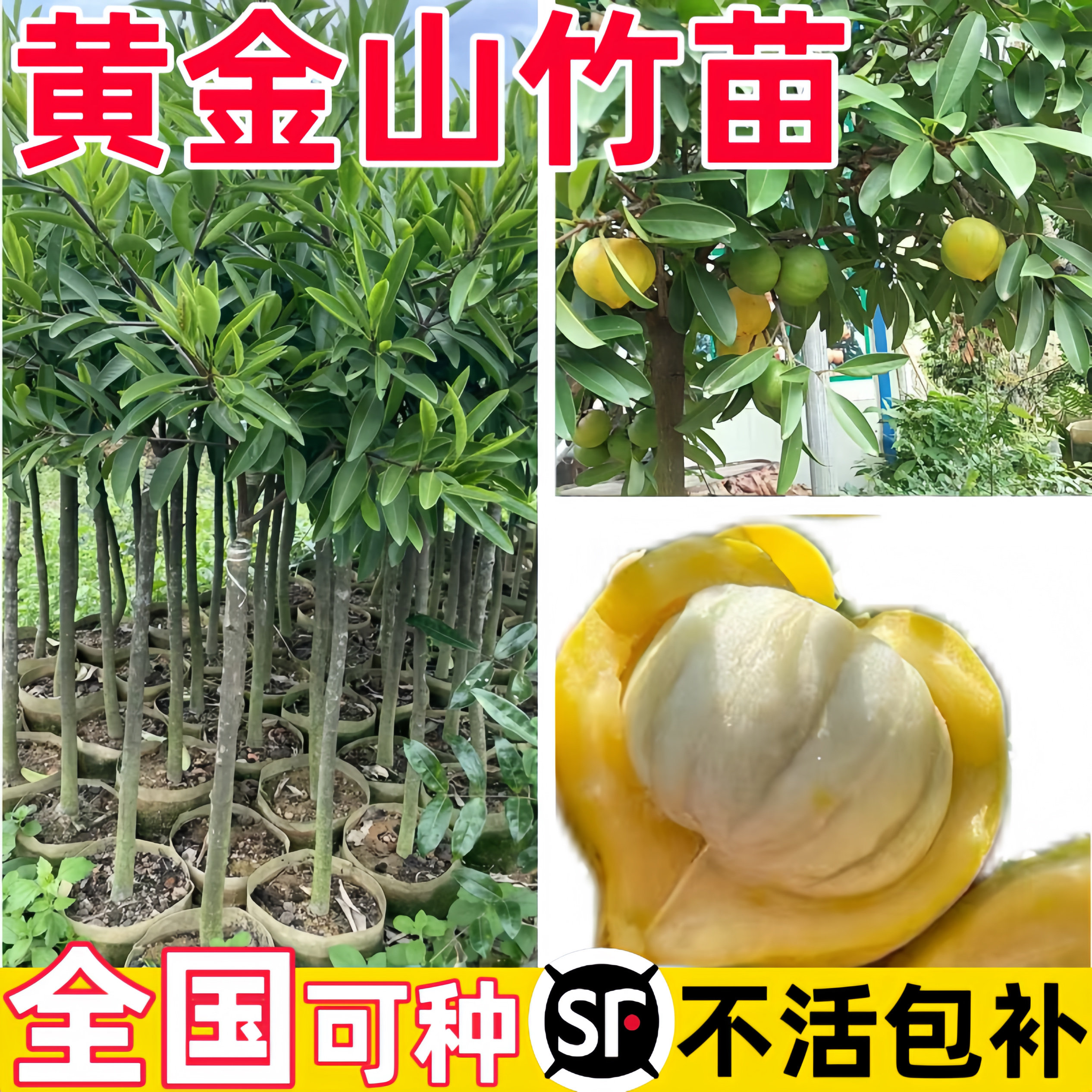 泰国黄金山竹树苗南方北方种植四季山竹果苗杯苗盆栽地栽当年结果图片