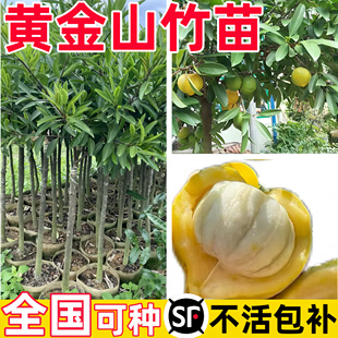 泰国黄金山竹树苗南方北方种植四季山竹果苗杯苗盆栽地栽当年结果