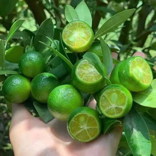 海南小金桔树苗奶茶店专用小青桔嫁接脆皮金桔柠檬果脆蜜金桔树苗