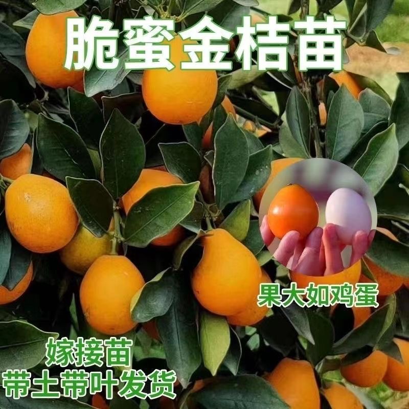 融安脆蜜金桔苗脆皮带果耐寒橘子树苗融安脆蜜金柑嫁接金桔树树苗