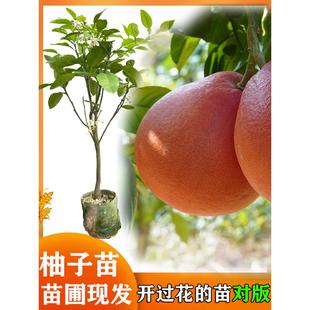 柚子树苗新品种泰国红宝石青柚苗沙田柚苗三红葡萄柚苗嫁接苗果树